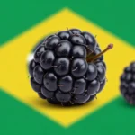 APN BR: Guía Completa para Configurar APN Claro en Brasil para Blackberry