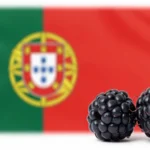 Configuración Completa de APN BR para Blackberry MEO Portugal