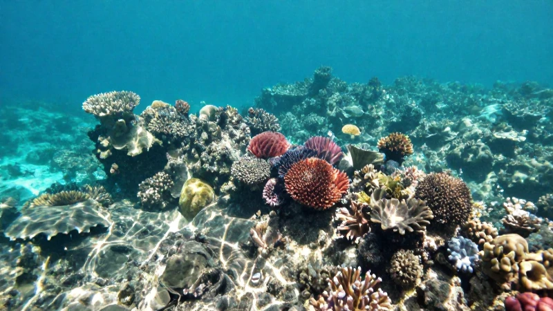 Mar azul turquesa, arrecife y luz soleada